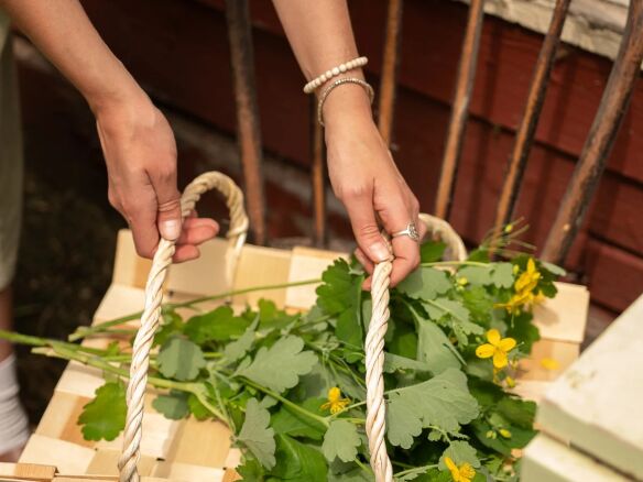 harvest basket june home supply  